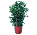 gardenia free type