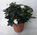 gardenia compact 5
