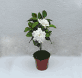 gardenia tree